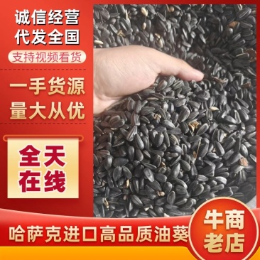 哈萨克2025新作油葵，出油率43以上，量大质优