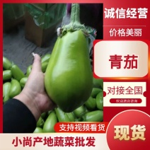 辽宁产地绿茄青茄大量供应可视频看货欢迎来电采购