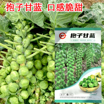 抱子甘蓝种子孢子甘蓝籽小甘蓝早熟小型芽球甘蓝早熟结果多