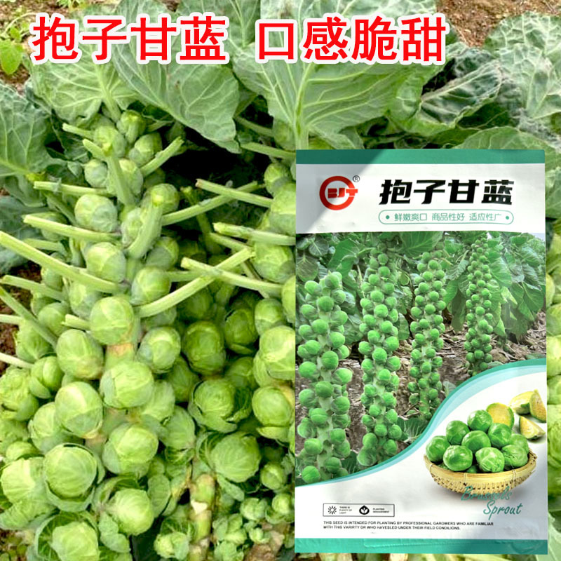 抱子甘蓝种子孢子甘蓝籽小甘蓝早熟小型芽球甘蓝早熟结果多