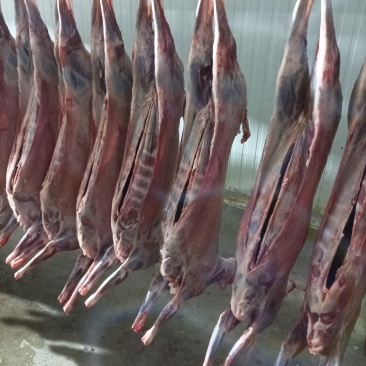 坝上草原精品羔羊肉卷肉质鲜美欢迎各位老板前来选购
