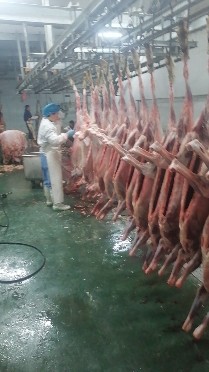 坝上草原精品羔羊肉卷肉质鲜美欢迎各位老板前来选购