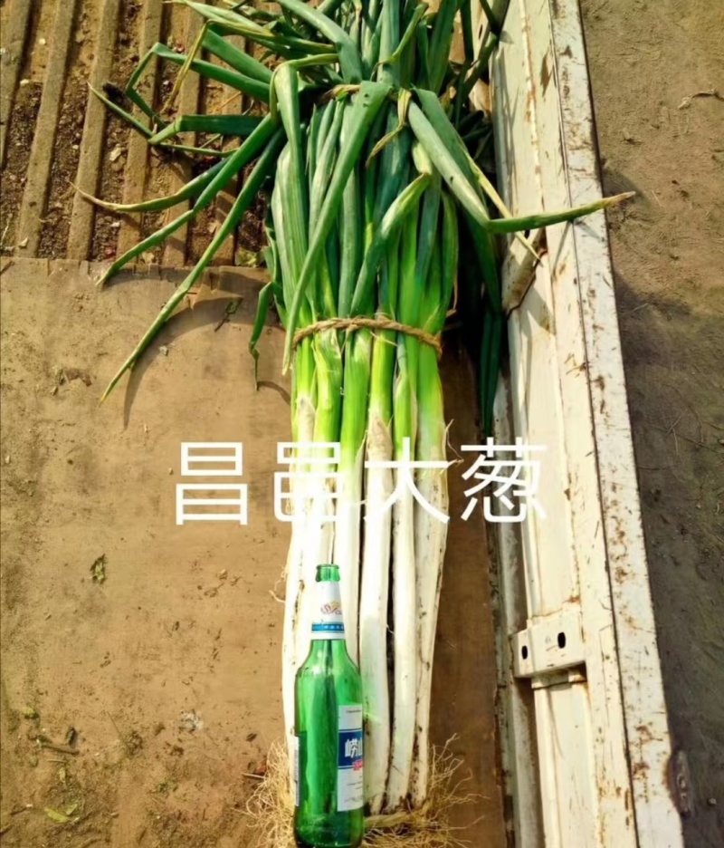 长白大葱电商市场商超货源山东新鲜大葱批发全国发货