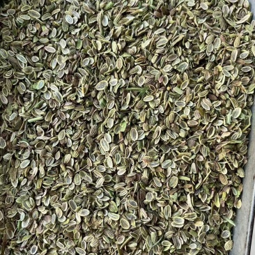 防风种子大量现货供应，出芽率高，提供种植技术
