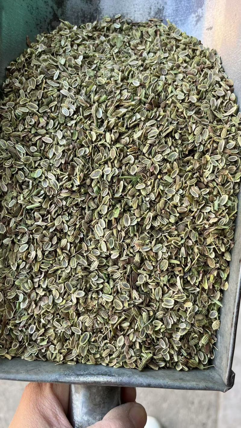 防风种子大量现货供应，出芽率高，提供种植技术