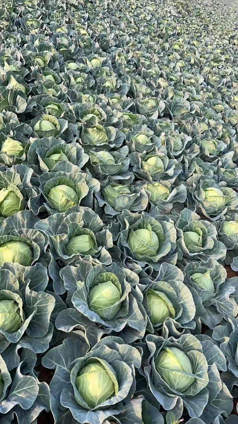 圆包菜京丰扁包大量有货量大从优对接全国市场