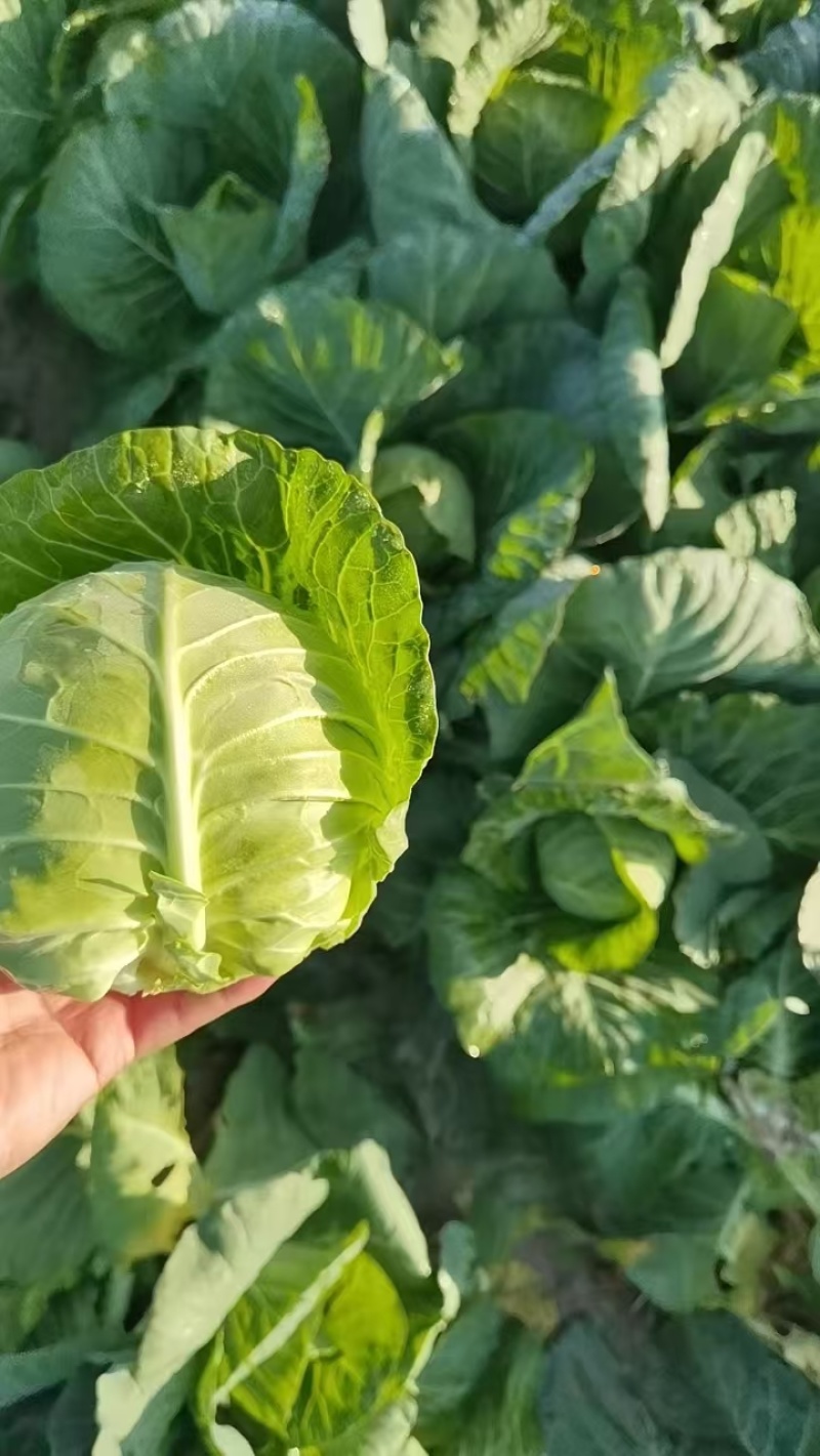圆包菜京丰扁包大量有货量大从优对接全国市场