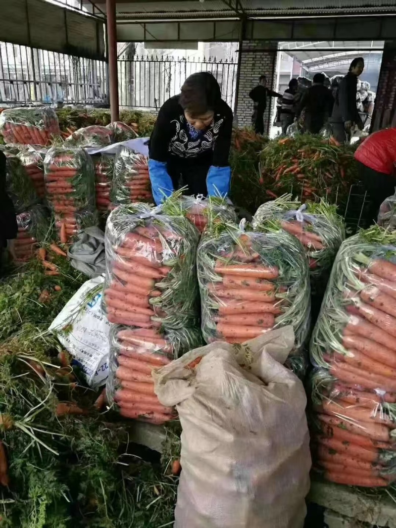 精品胡萝卜带樱水洗大量有货货源充足欢迎老板合作