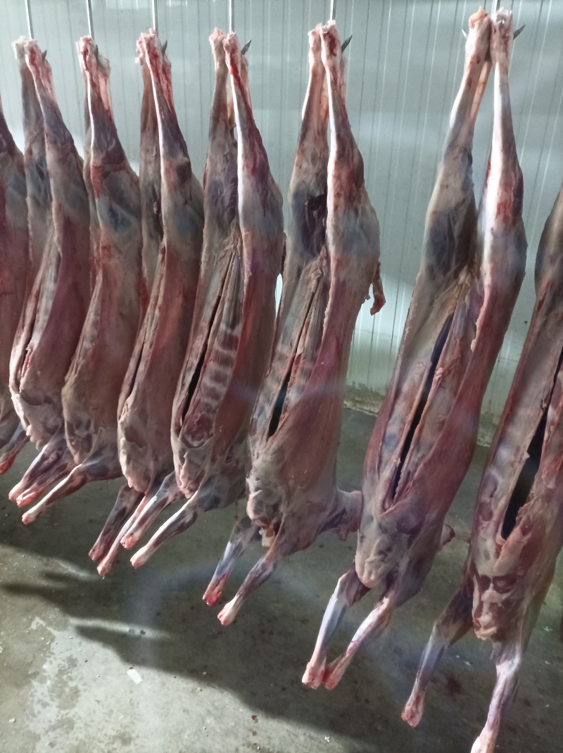 坝上草原精品羔羊元宝肉，肉质鲜美，保质保量欢迎选购