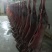 坝上草原精品羔羊元宝肉，肉质鲜美，保质保量欢迎选购