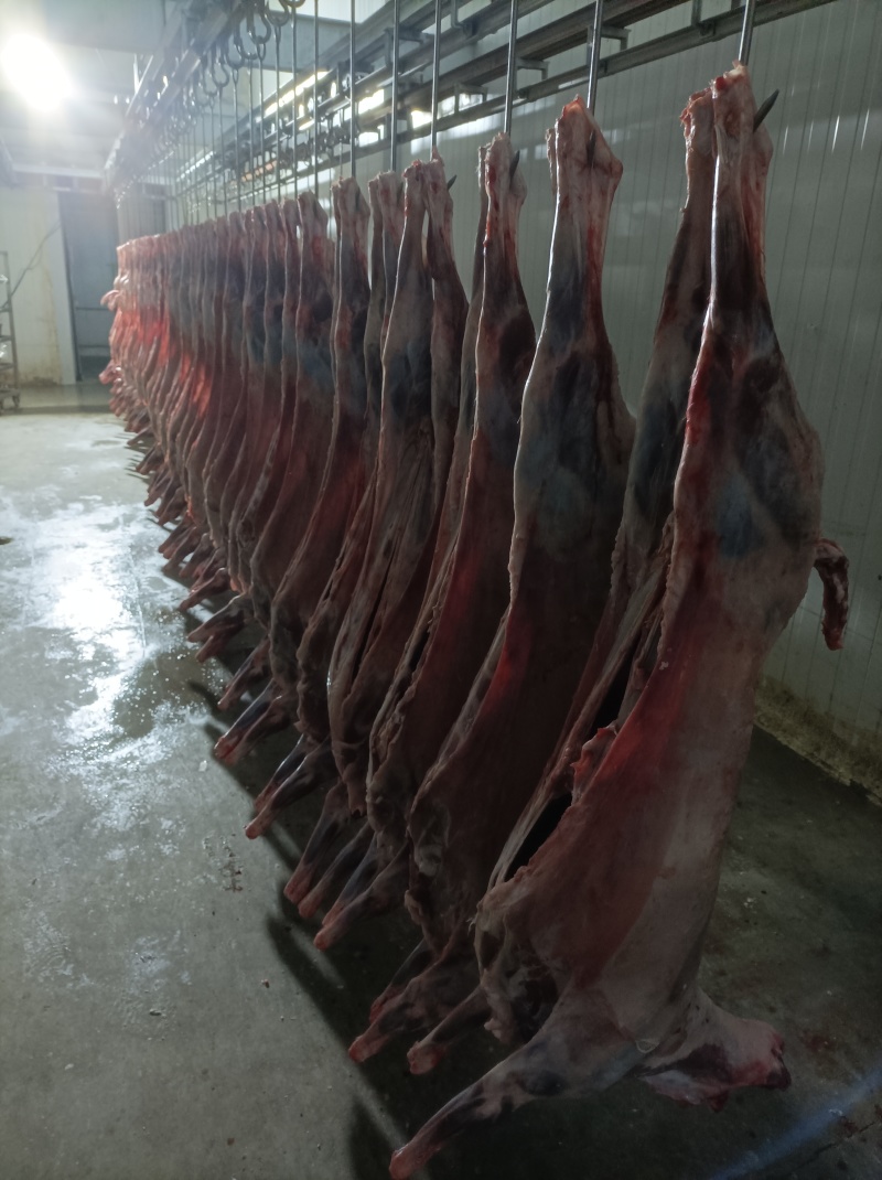 坝上草原精品白条羔羊，肉质鲜美保质保量欢迎老板选购