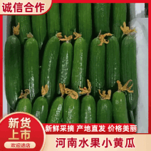 河南商丘宁陵水果小黄瓜产地直供、电商超市批发市场发货全国