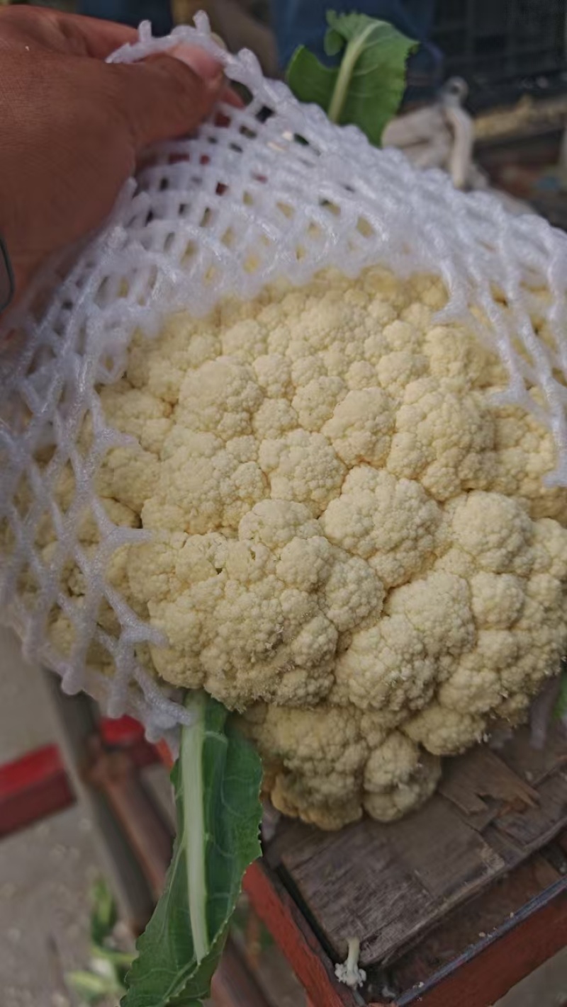 河北菜花大量供应乳白小米粒80花量大从优