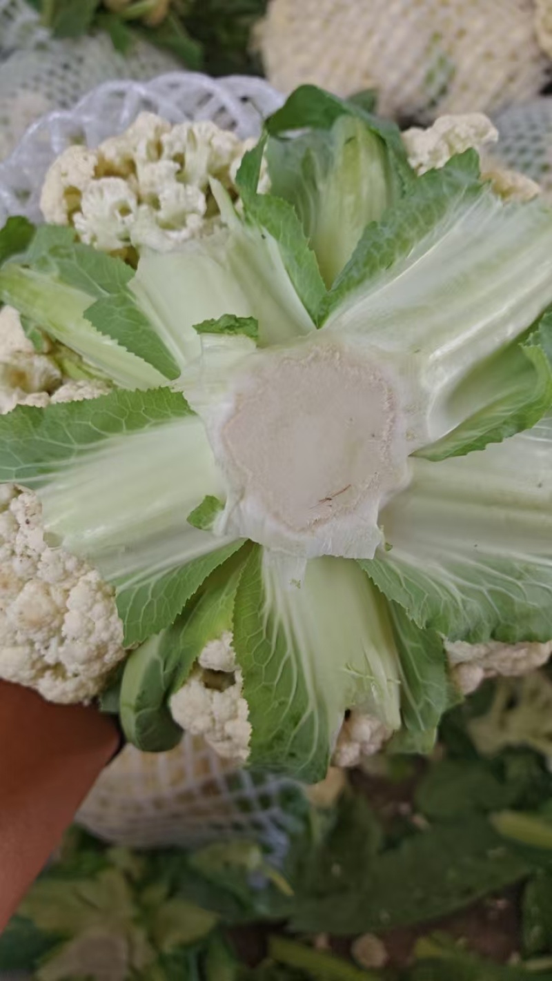 河北菜花大量供应乳白小米粒80花量大从优