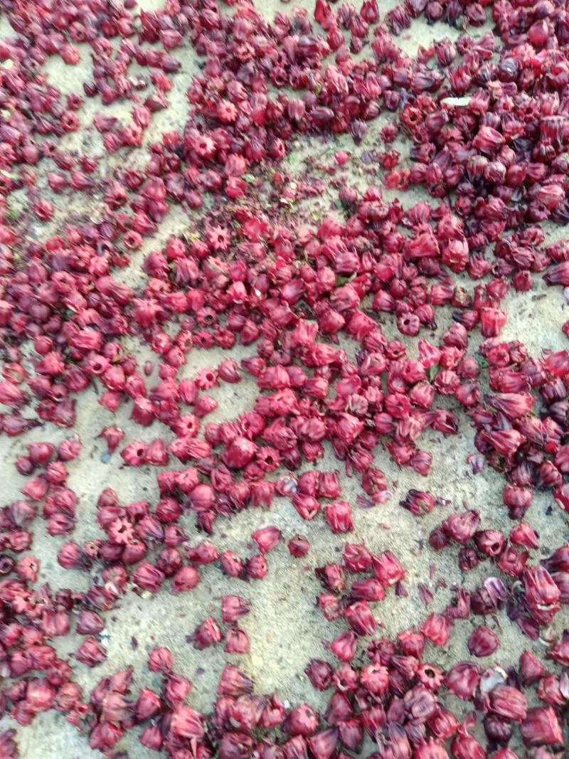 【实力推荐】玫瑰茄洛神花量大质优价格优惠欢迎采购咨询
