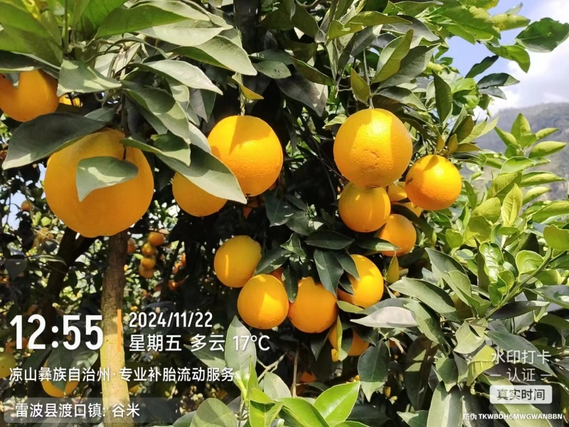 预售雷波脐橙，香甜可口源于其特定的天然气候环境。