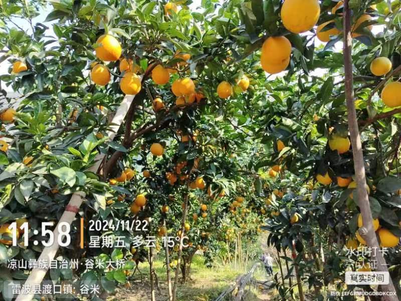 预售雷波脐橙，香甜可口源于其特定的天然气候环境。