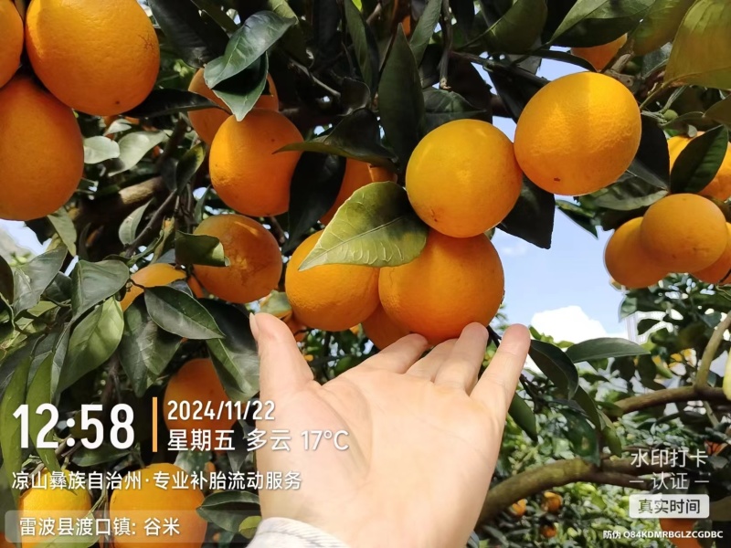 预售雷波脐橙，香甜可口源于其特定的天然气候环境。