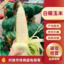 【推荐】广东精品白糯玉米加甜白糯支持电商团购