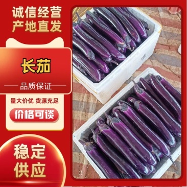 广东湛江紫长茄子一手货源对接全国大量出货中电商市场