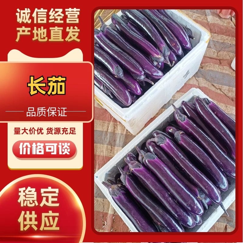广东湛江紫长茄子一手货源对接全国大量出货中电商市场