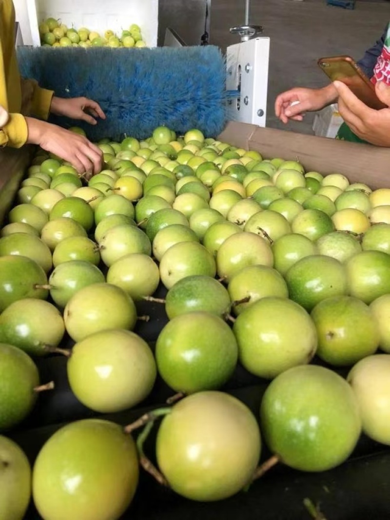 【推荐】广东百香果钦蜜9号产地直发价格优惠欢迎致电