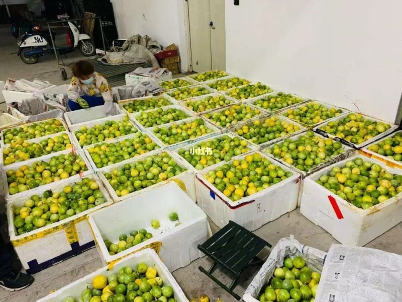 【推荐】广东百香果钦蜜9号产地直发价格优惠欢迎致电