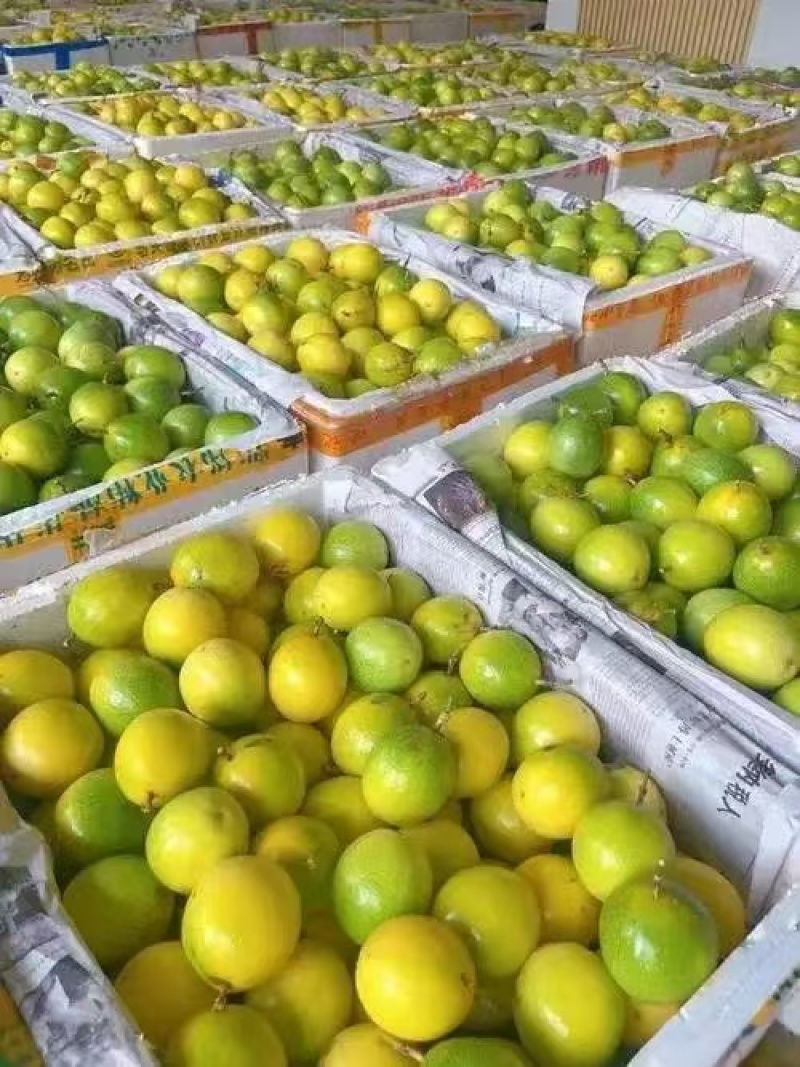 【推荐】广东百香果钦蜜9号产地直发价格优惠欢迎致电