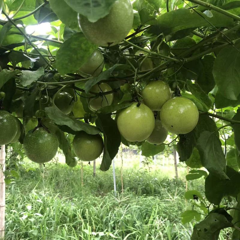 【推荐】广东百香果钦蜜9号产地直发价格优惠欢迎致电
