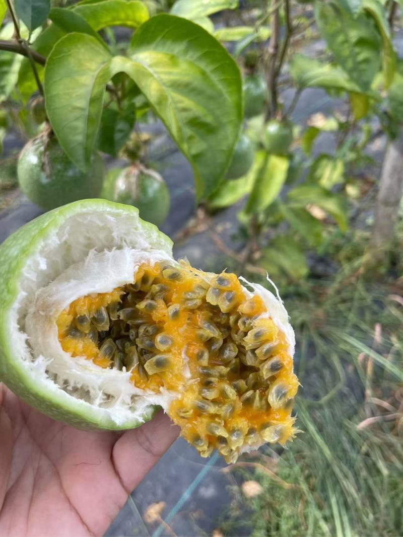 【推荐】广东百香果钦蜜9号产地直发价格优惠欢迎致电
