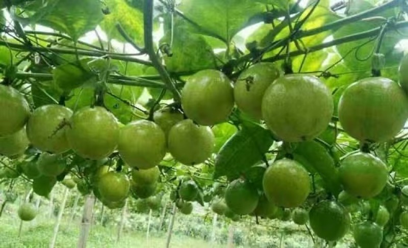 【推荐】广东百香果钦蜜9号产地直发价格优惠欢迎致电