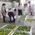 【推荐】广东百香果钦蜜9号产地直发价格优惠欢迎致电