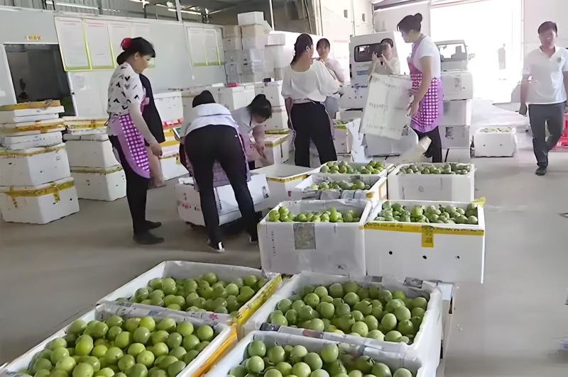 【推荐】广东百香果钦蜜9号产地直发价格优惠欢迎致电