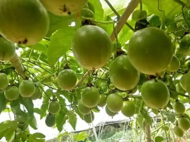 【推荐】广东百香果钦蜜9号产地直发价格优惠欢迎致电