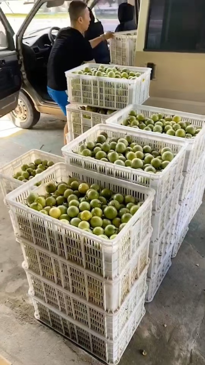 【推荐】广东百香果钦蜜9号产地直发价格优惠欢迎致电