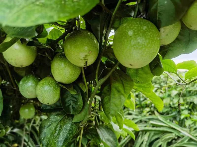【推荐】广东百香果钦蜜9号产地直发价格优惠欢迎致电