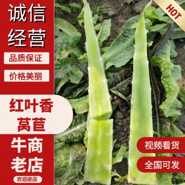 【优选推荐】红叶香莴苣，安徽宿州红叶莴苣，可实地考察看货
