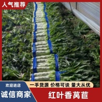 红尖叶香莴苣无空心无冻伤无花头质量保证全国发货