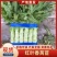 安徽精品红叶香莴笋大量供应产地直发质量保证全国发货