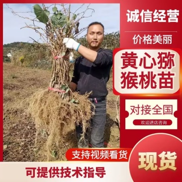 奇异果G3，翠香，金福，红心，米良，水杨桃嫁接猕猴桃苗