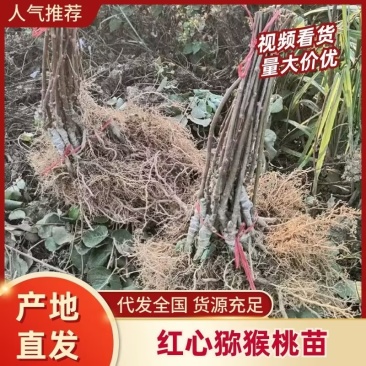 红心猕猴桃苗水杨桃实生苗嫁接的成品苗欢迎咨询
