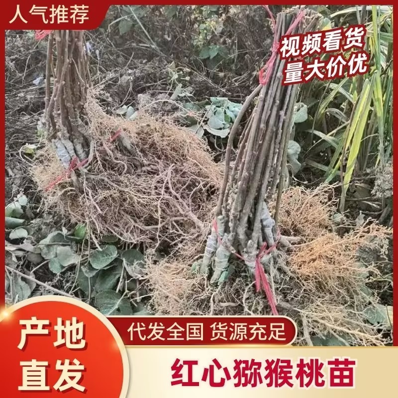 红心猕猴桃苗水杨桃实生苗嫁接的成品苗欢迎咨询