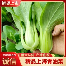 【推荐】精品上海青油菜常年供应产地直发货源稳定