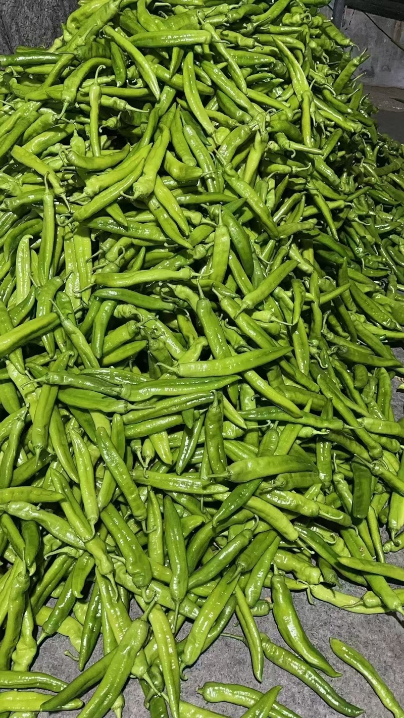 【推荐】山东精品尖椒对接各大商超产地直发品种齐发