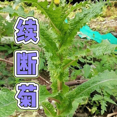 续断菊鲜货新鲜采摘新货现发量大从优无污染无添加