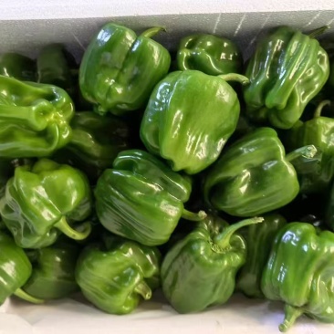 【热卖】山东麻辣椒产地直发一手货源价格美丽对接商超