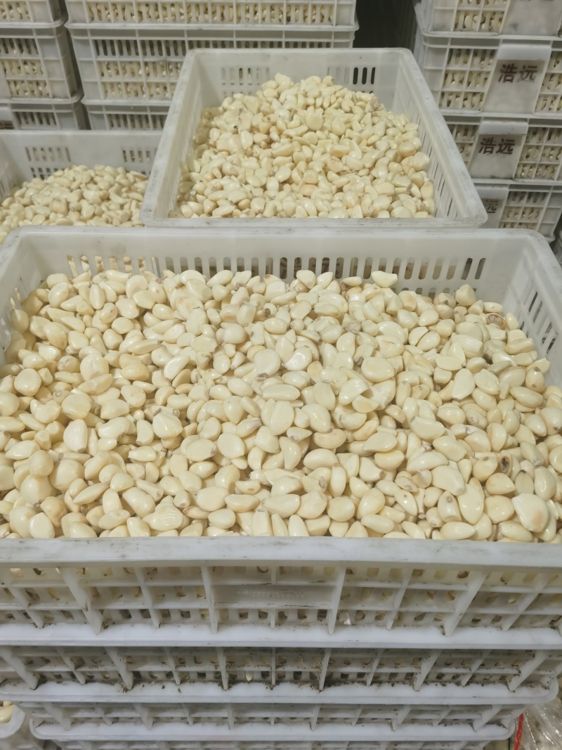 蒜米山东直发保质保量供货价钱实惠视频看货