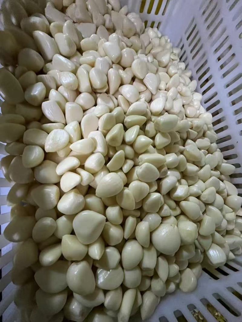 蒜米山东直发保质保量供货价钱实惠视频看货