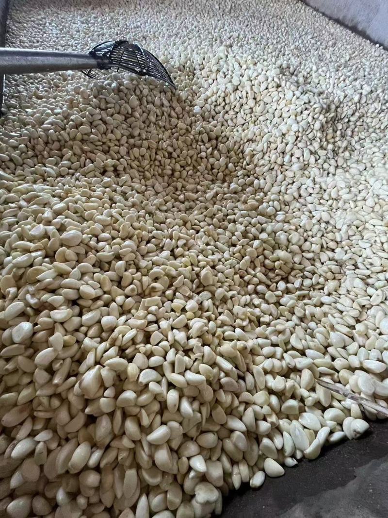 蒜米山东直发保质保量供货价钱实惠视频看货