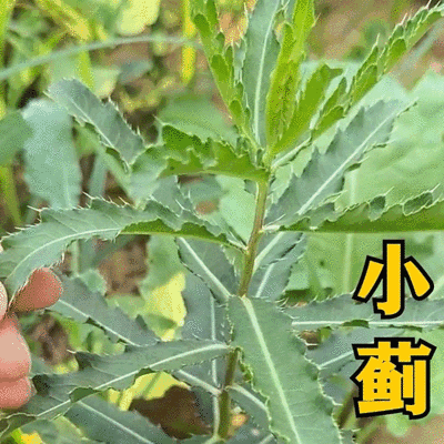 小蓟刺鲜货新鲜采摘新货现发量大从优无污染无添加
